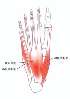 小趾外転筋