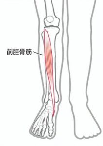 前傾骨筋