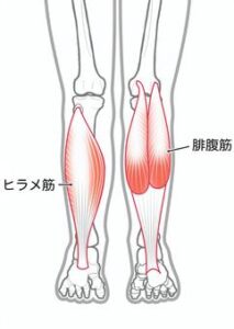 ふくらはぎの筋肉