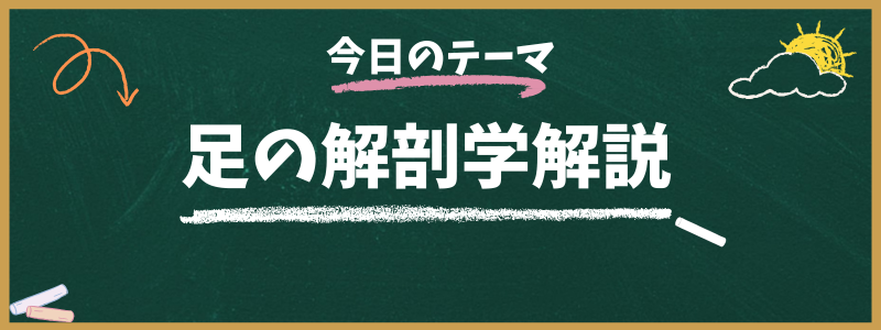 足の解剖学